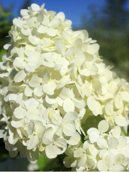 Hydrangea paniculata bombshell